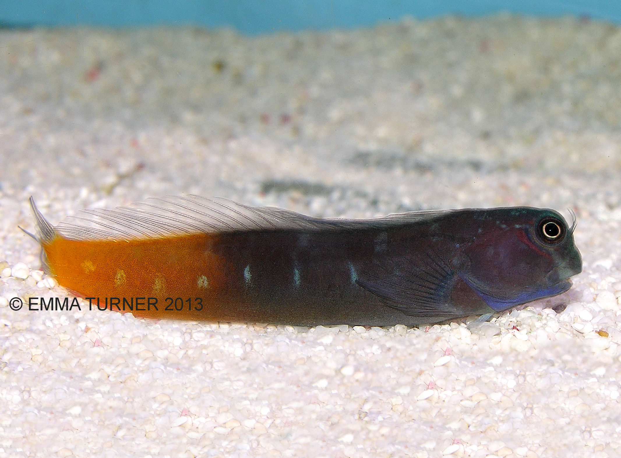 bicolor blenny care