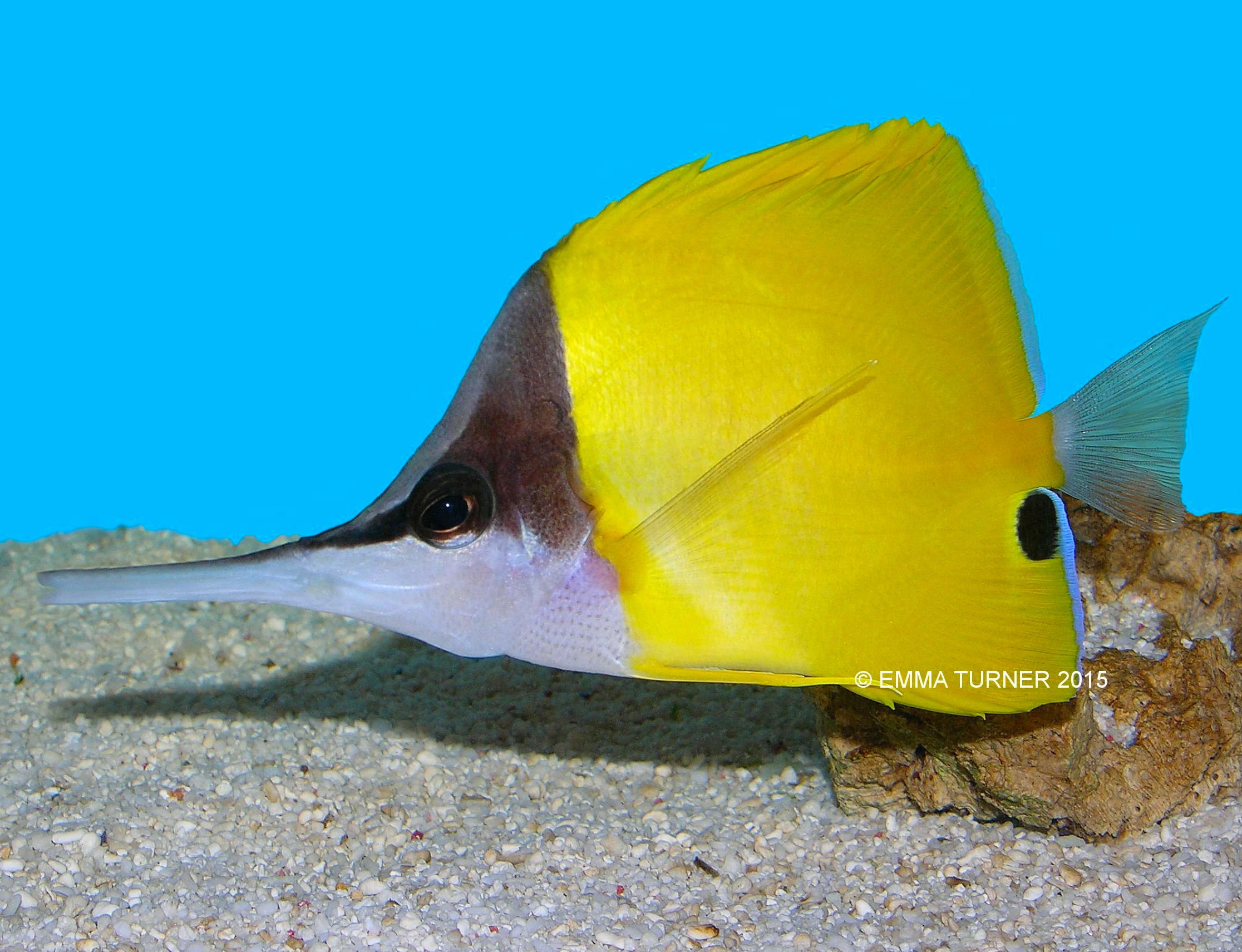 longnose butterflyfish care