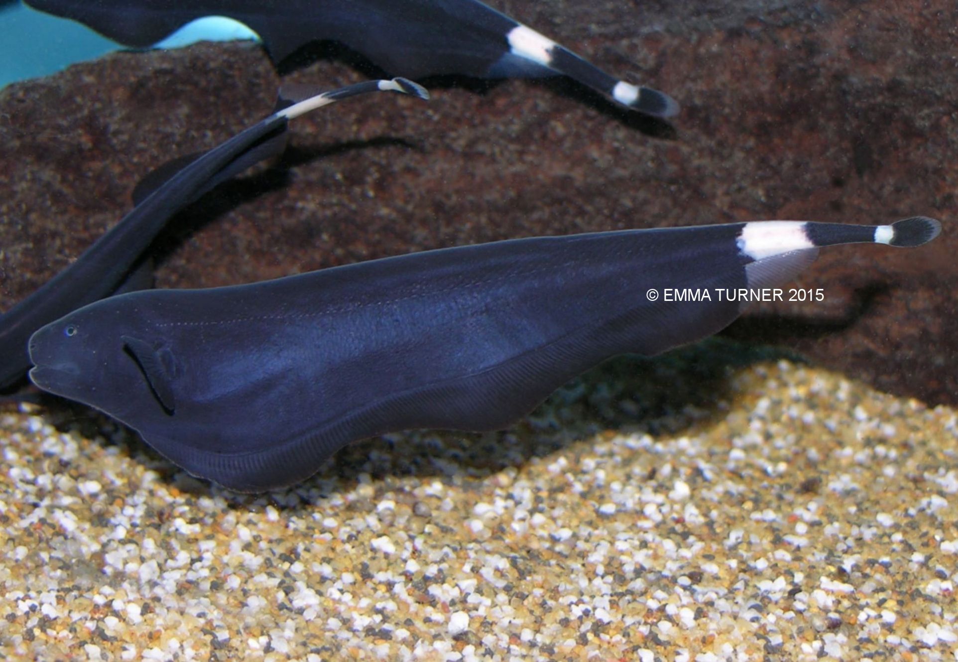 black ghost knifefish maidenhead