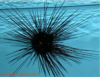 black long spined sea