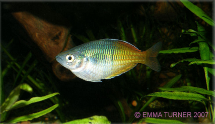 rainbow fish aquarium care