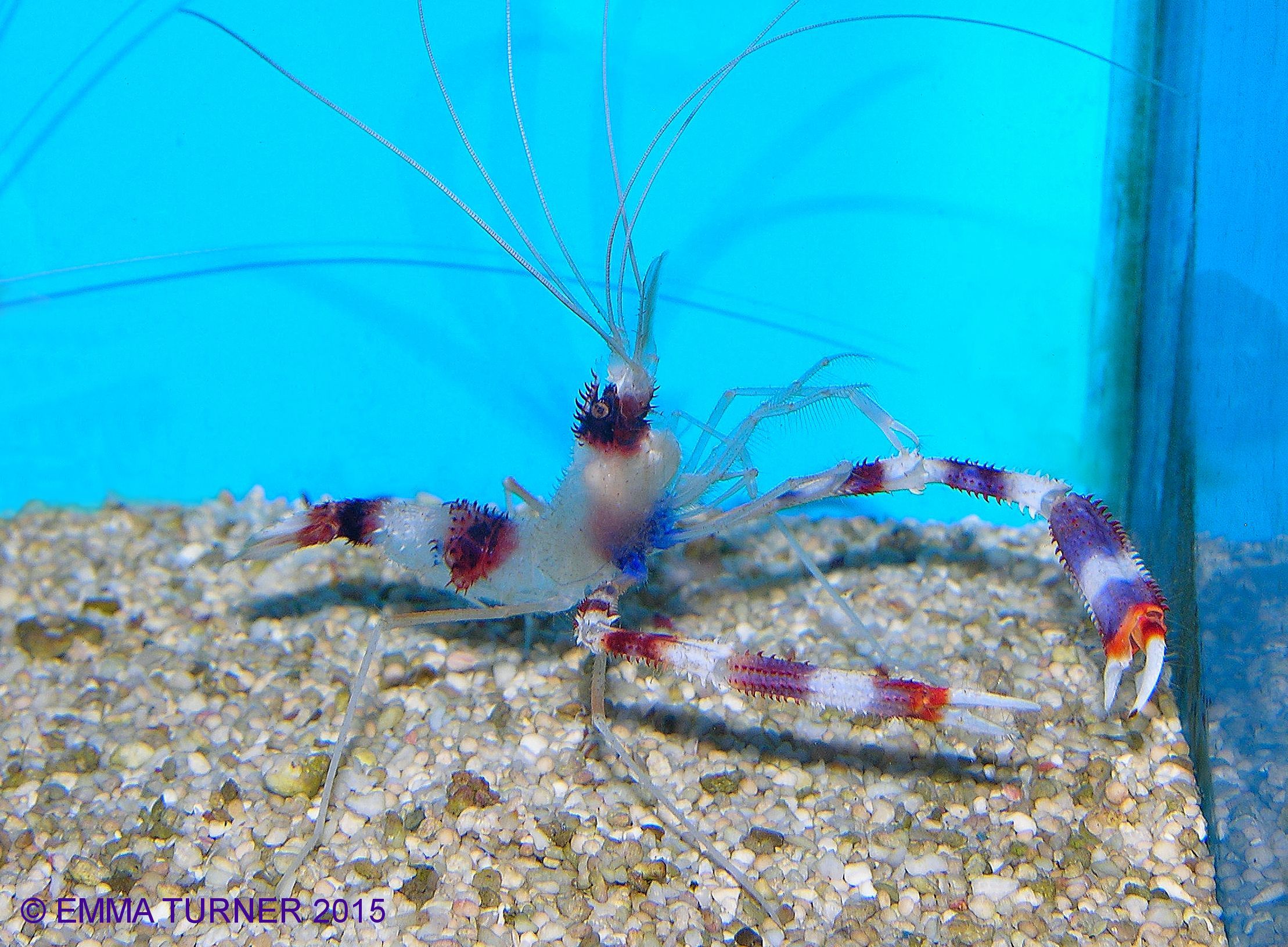 boxing shrimp fishkeeper