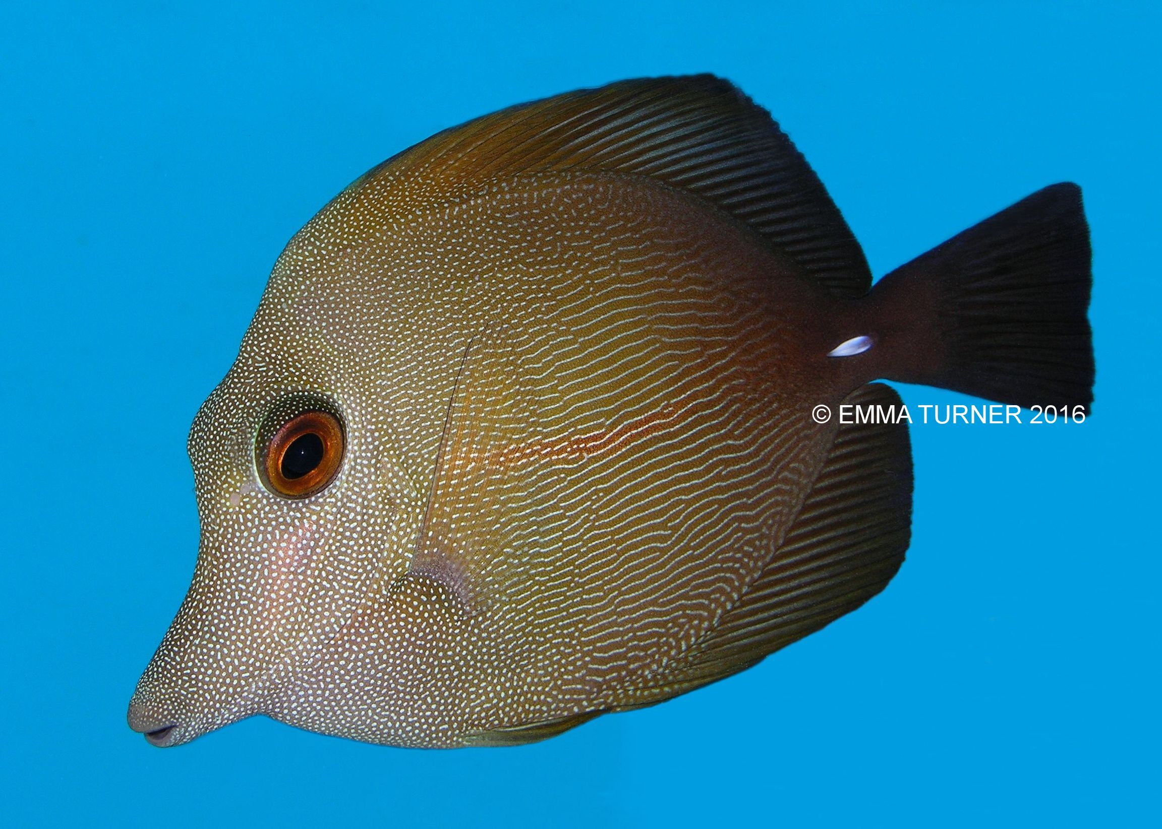 Brown Sailfin Tang Fishkeeper
