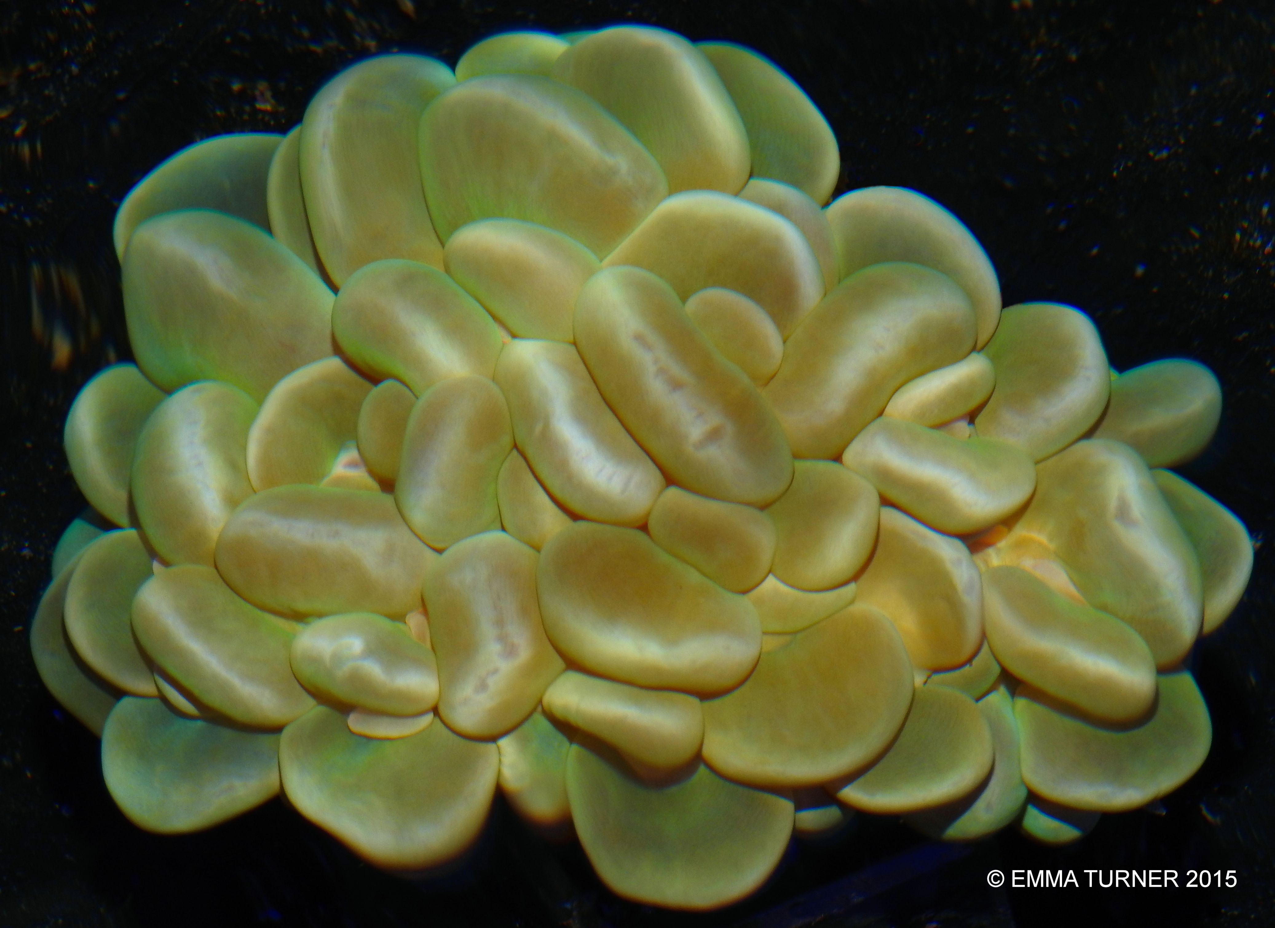 Bubble Coral Fishkeeper