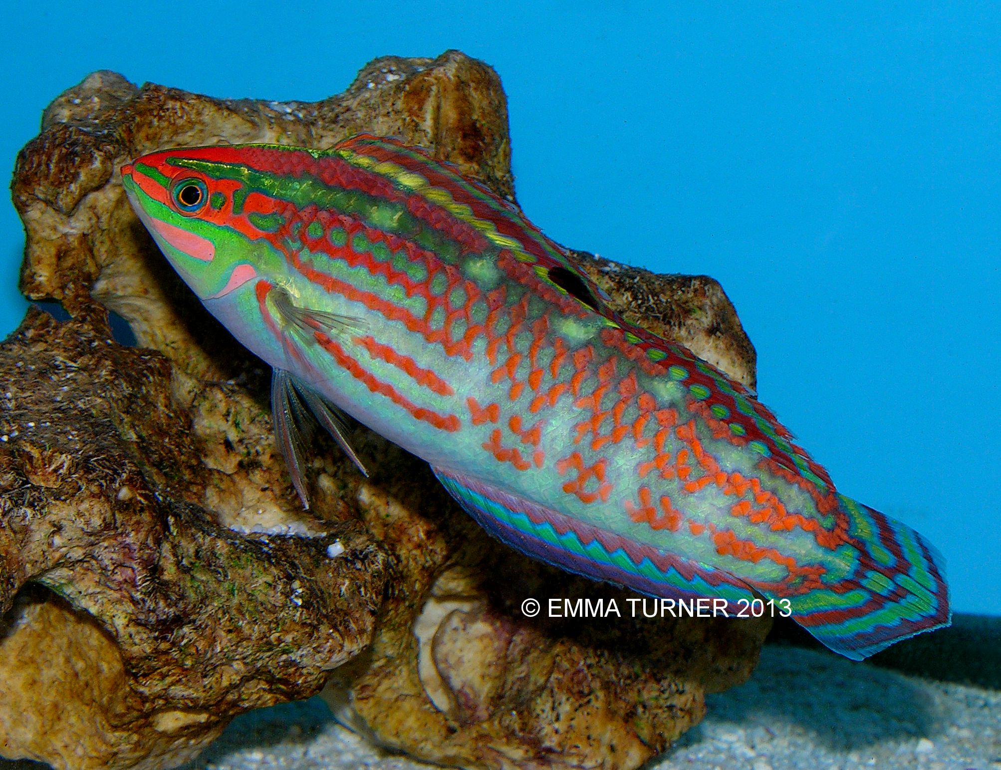 Christmas Wrasse Maidenhead Aquatics