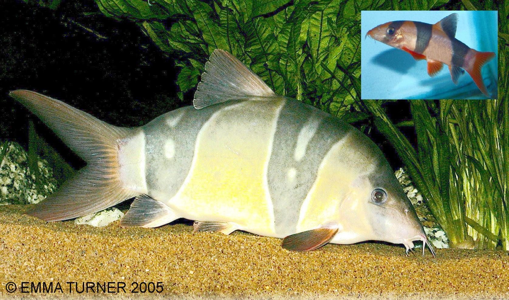 clown loach maidenhead aquatics