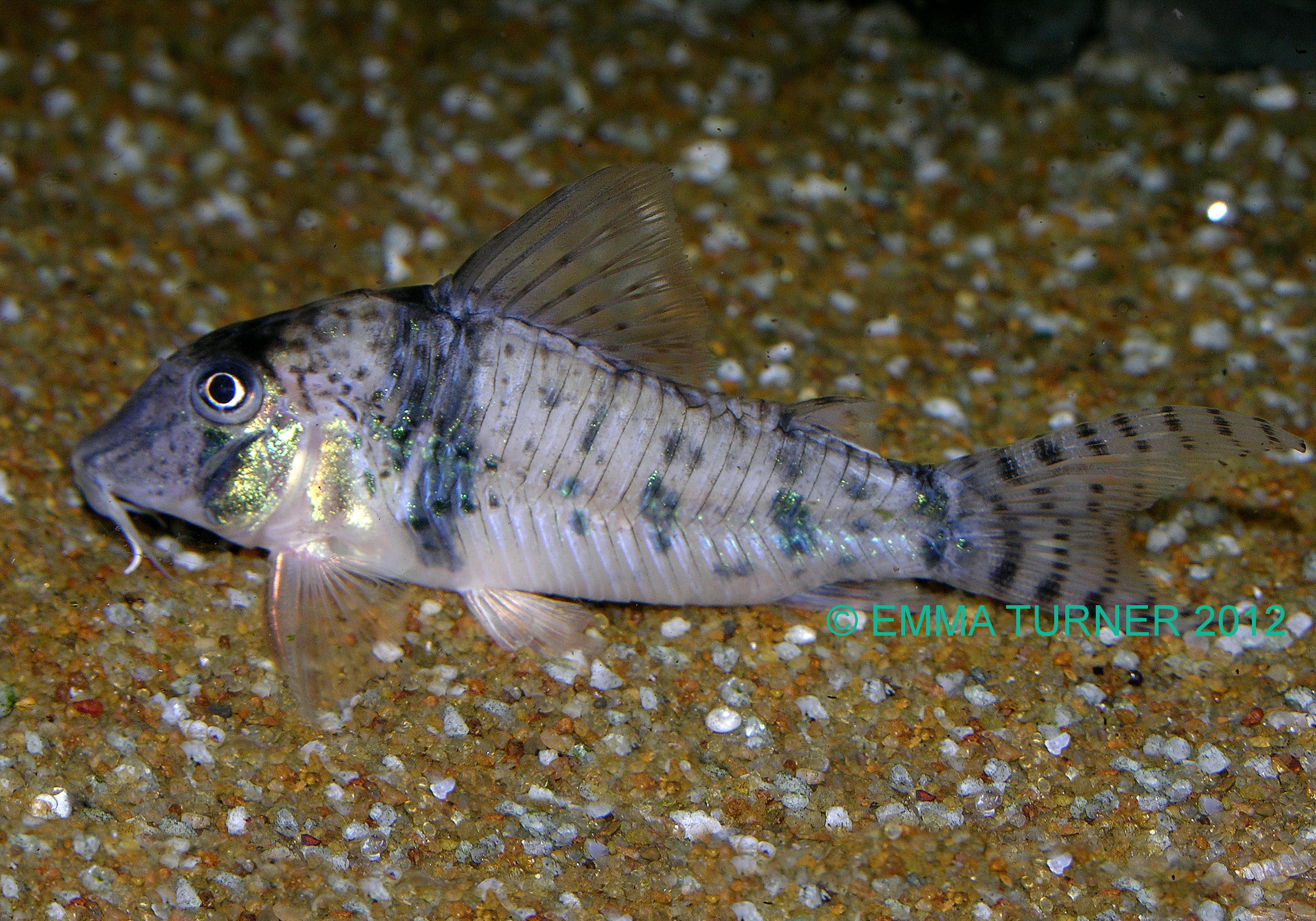 Corydoras orcesi