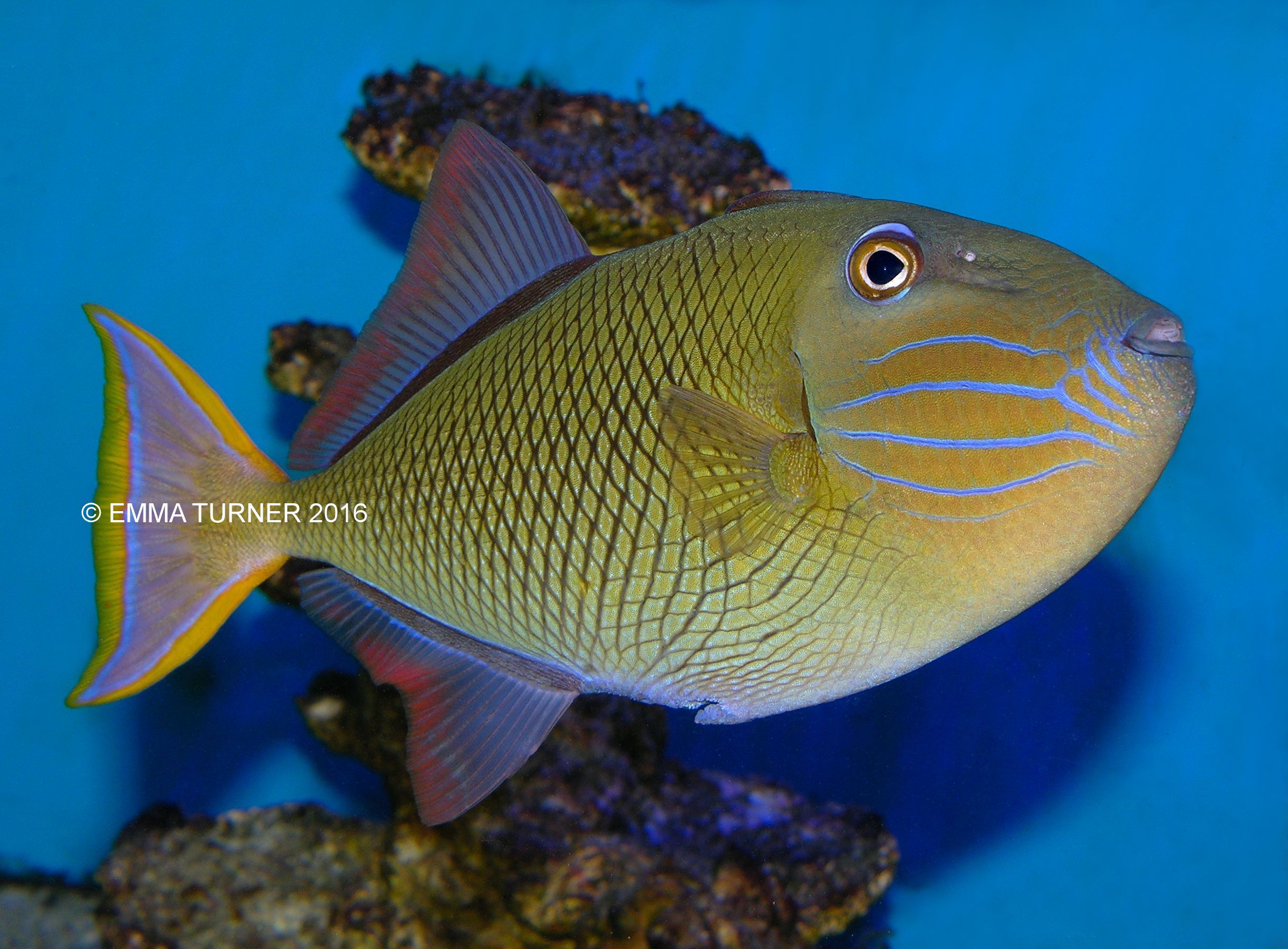 crosshatch triggerfish fishkeeper
