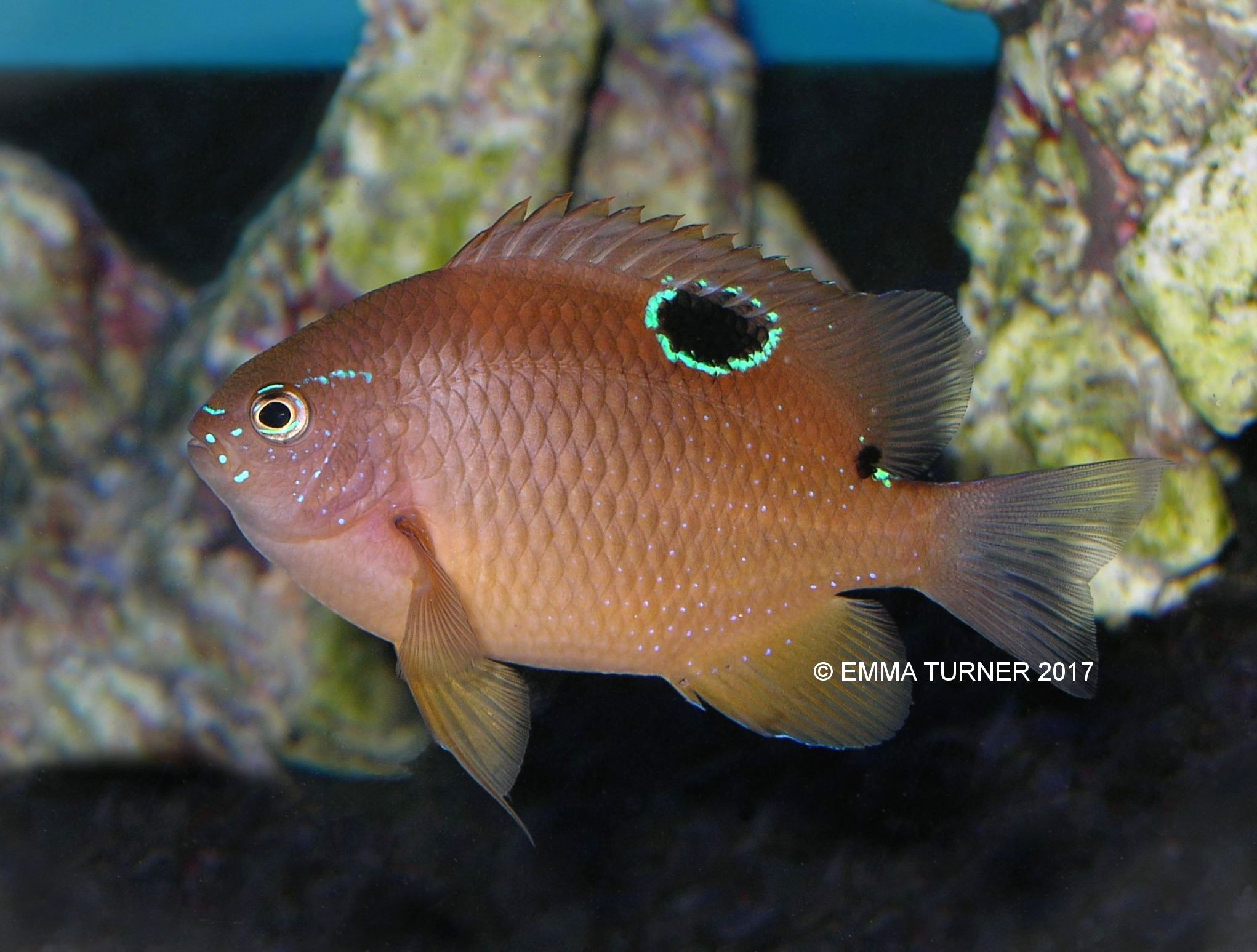 Dusky Damselfish Maidenhead Aquatics