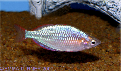 dwarf neon rainbowfish maidenhead