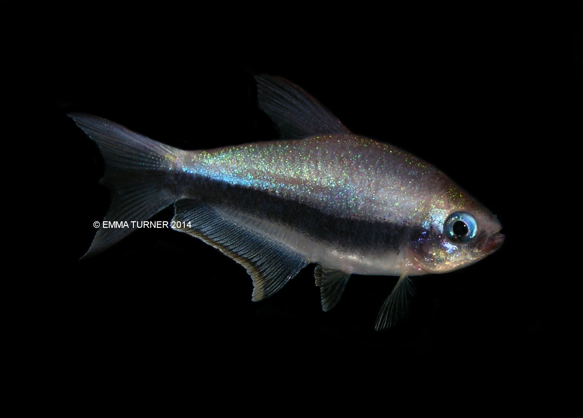 emperor tetra maidenhead aquatics