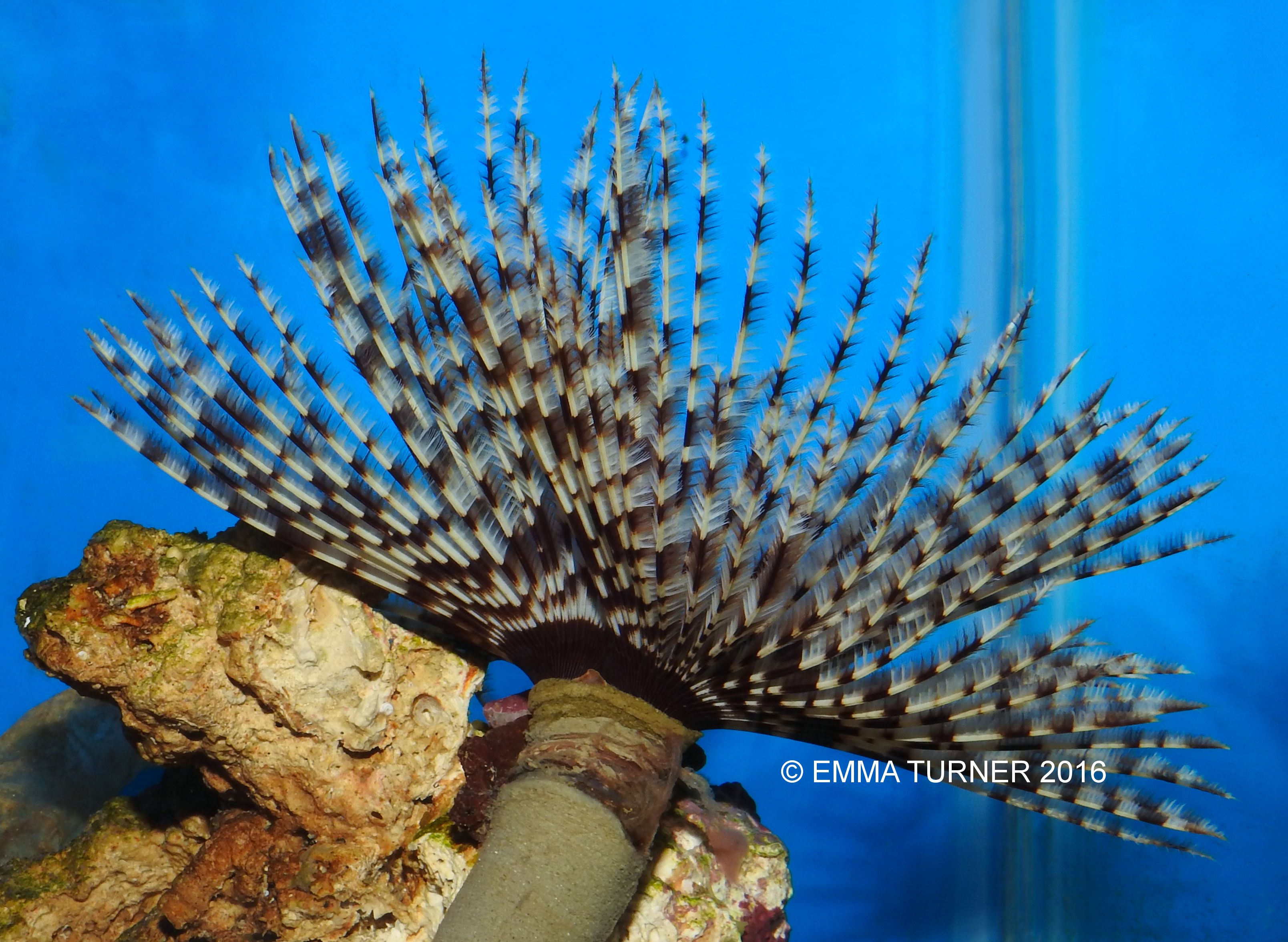 Giant Feather Duster Worm Fishkeeper