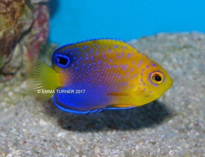 japanese pygmy angelfish fishkeeper