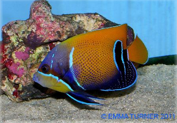 majestic angelfish maidenhead aquatics