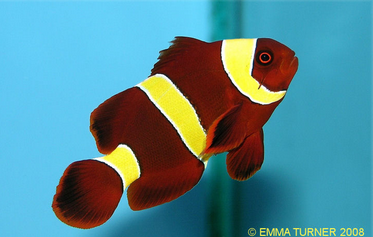 maroon clownfish maidenhead aquatics