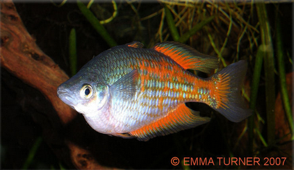 parkinson s rainbowfish maidenhead