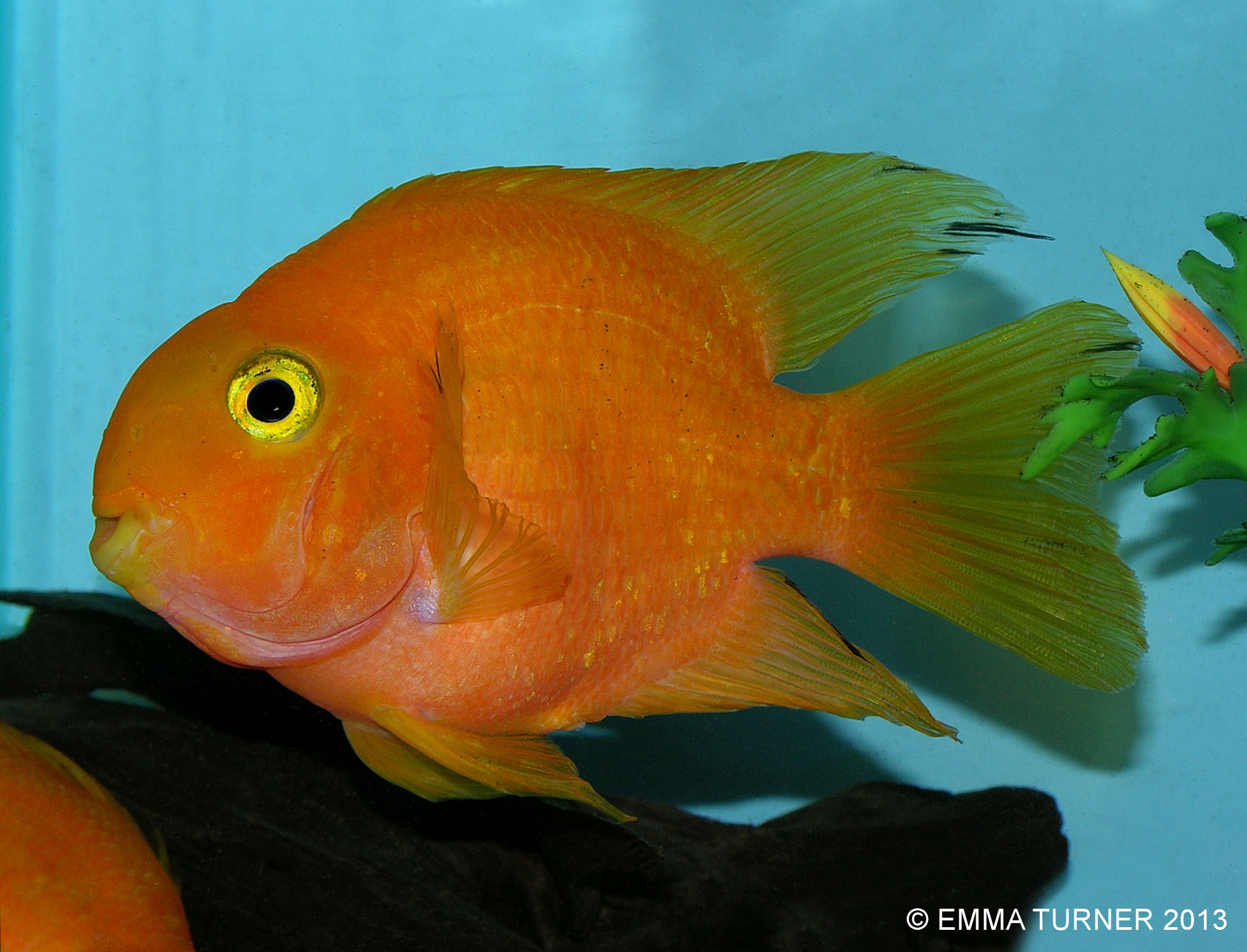 red parrot cichlid maidenhead