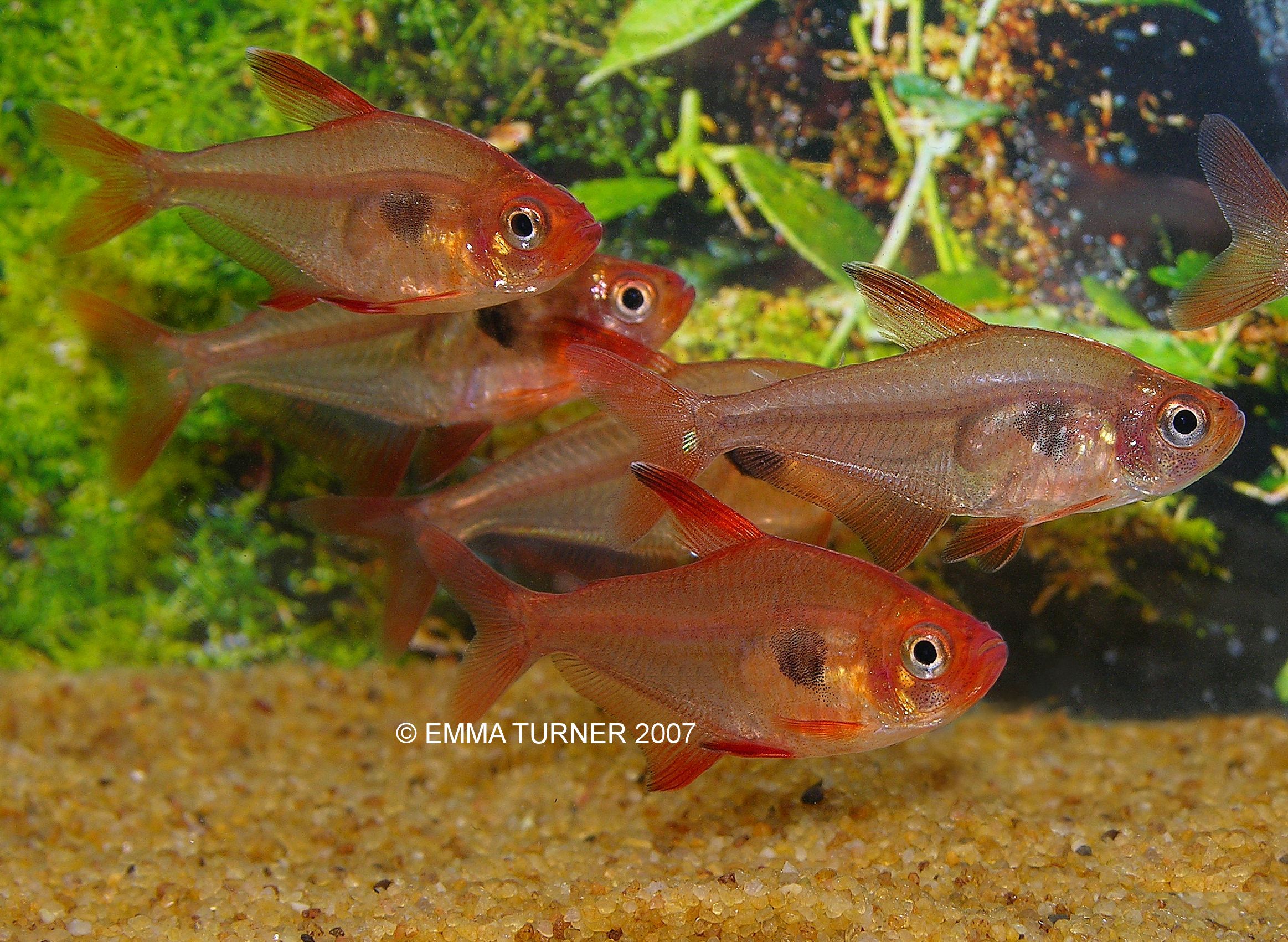 tetra tropical fish temperature