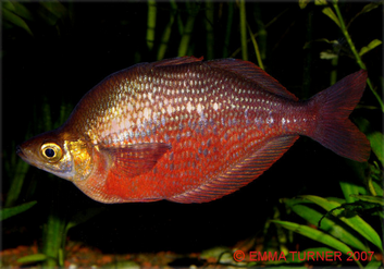 red rainbowfish maidenhead aquatics