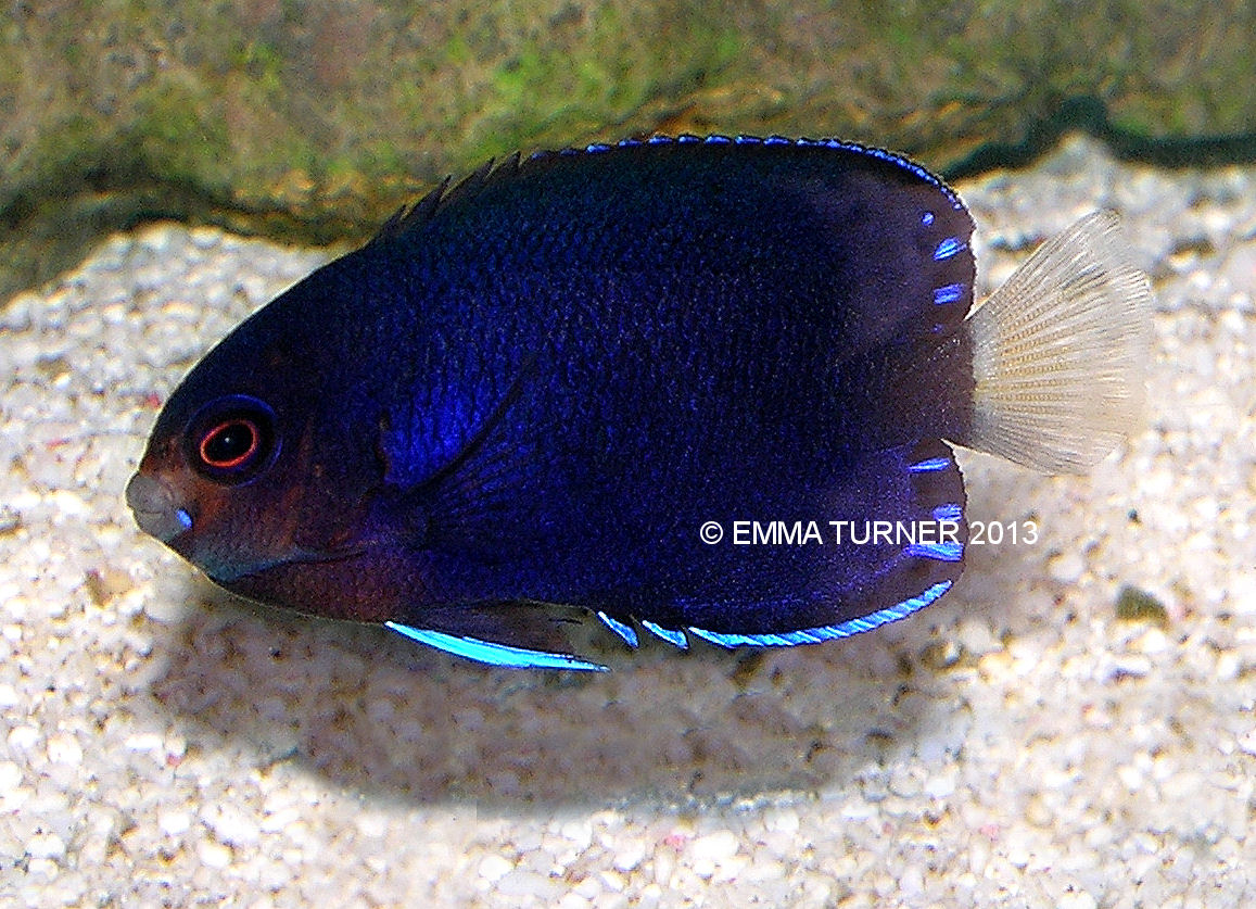 royal blue pygmy angelfish