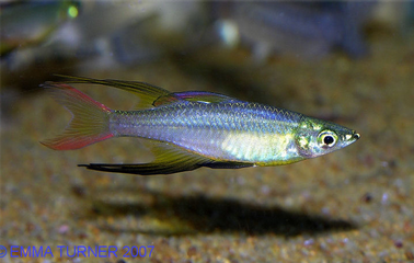 threadfin rainbowfish maidenhead aquatics