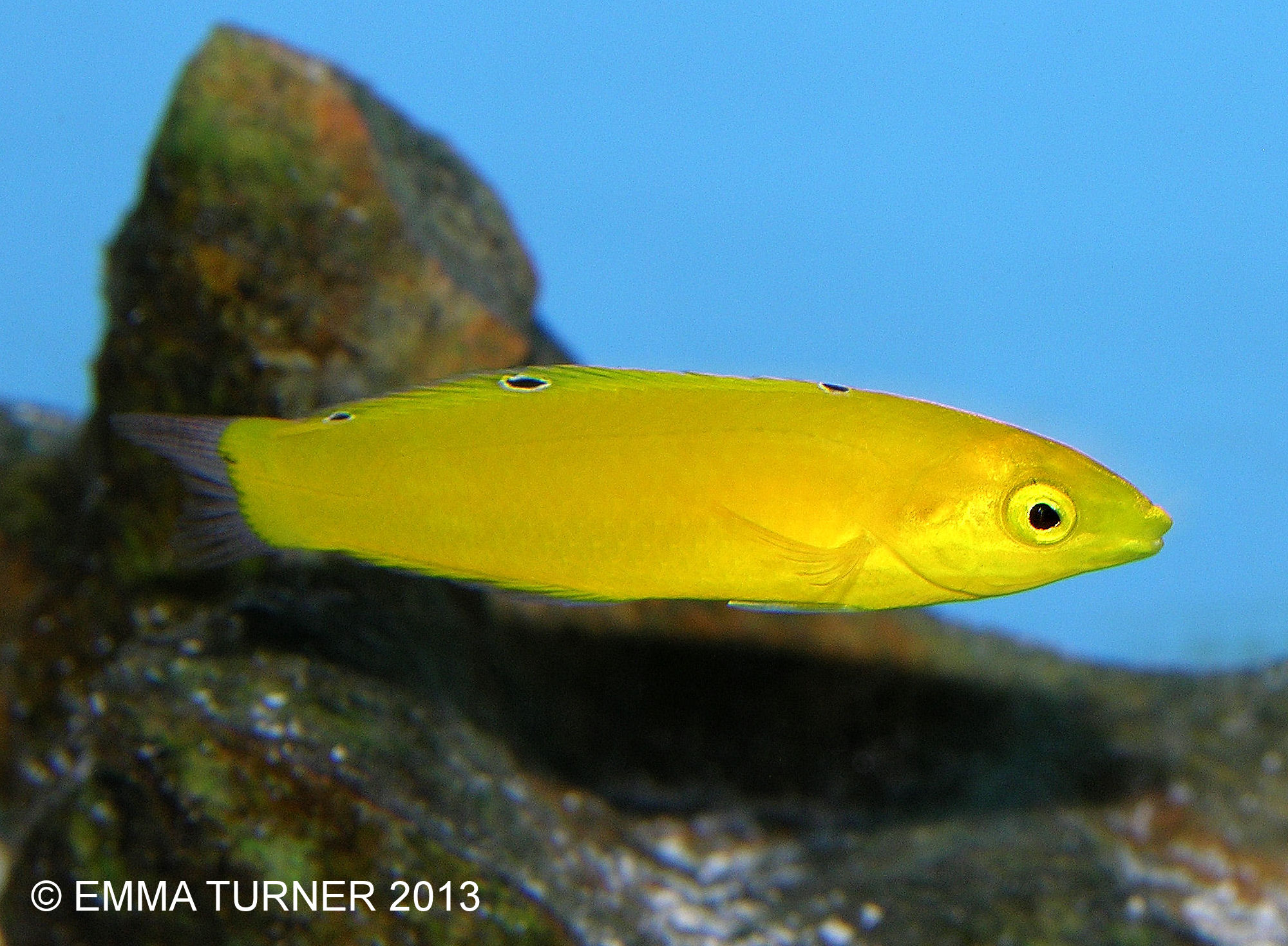 yellow wrasse care