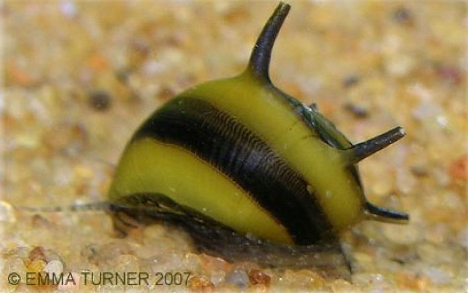 Bumblebee Horn Snail Maidenhead Aquatics
