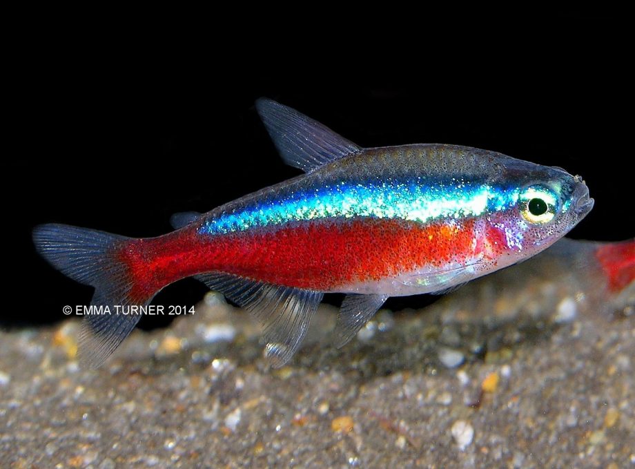 Cardinal Tetra Maidenhead Aquatics
