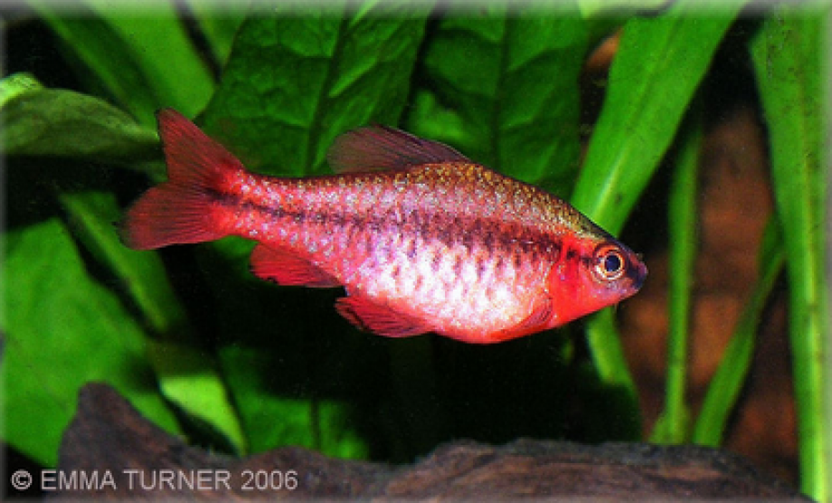Cherry Barb Maidenhead Aquatic