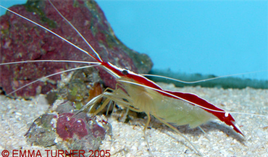 Cleaner Shrimp Maidenhead Aquatics