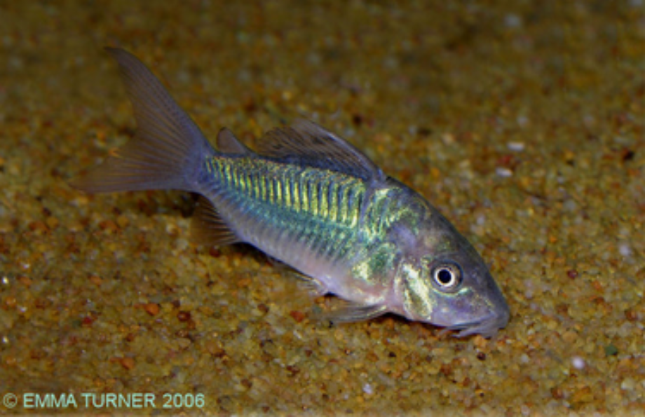 Emerald Catfish Fishkeeper