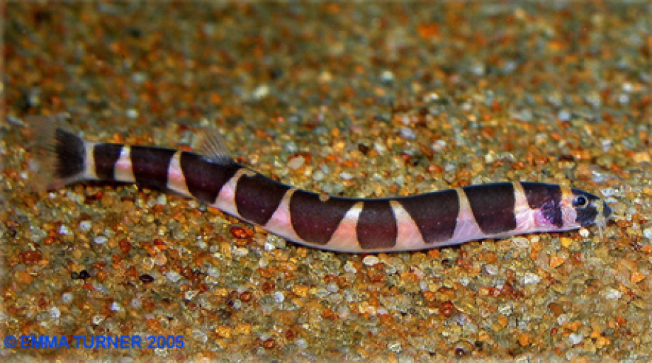 Kuhli Loach Maidenhead Aquatics