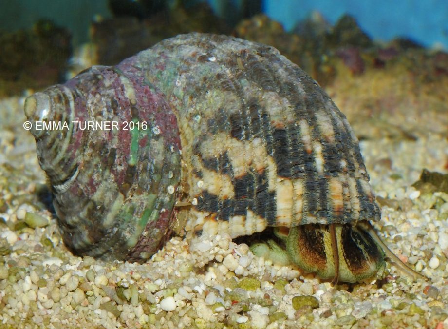 Mexican Turbo Snail Fishkeeper