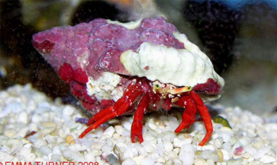Red Legged Hermit Crab Maidenhead Aquatics