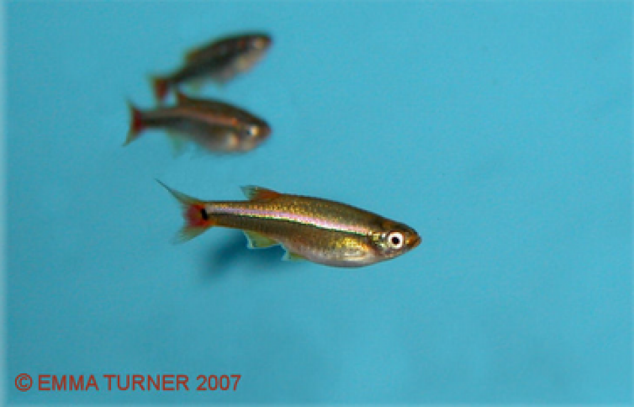 White Cloud Mountain Minnow Maidenhead Aquatics