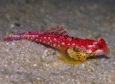 ruby red dragonet fishkeeper