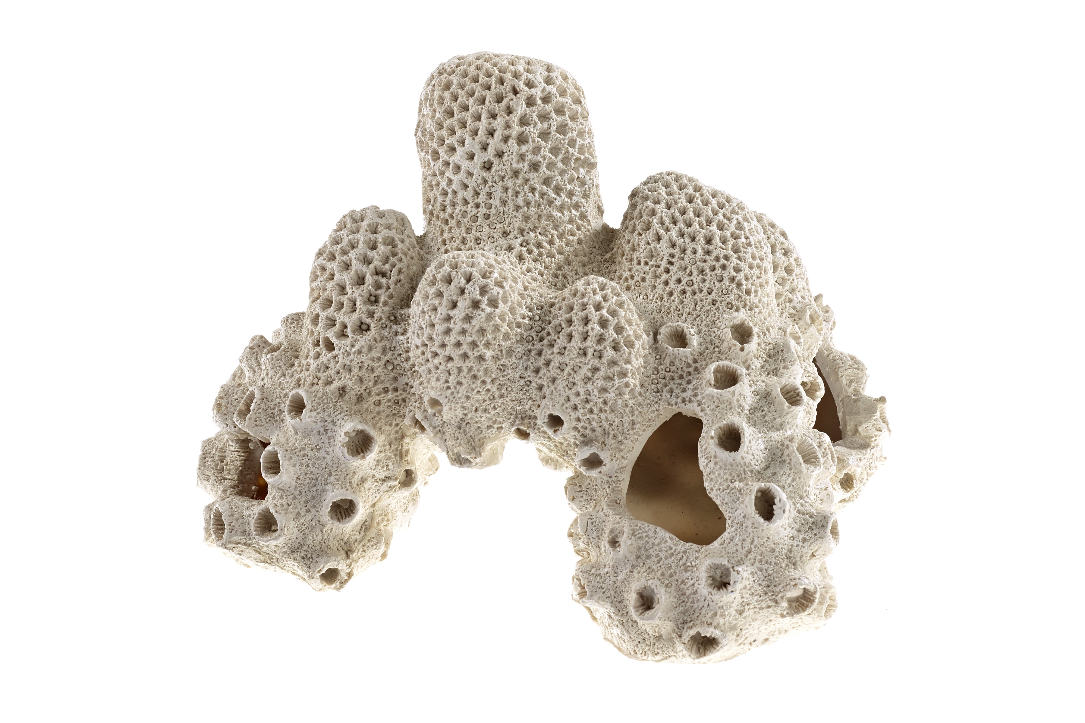 Coral Rock Maidenhead Aquatics