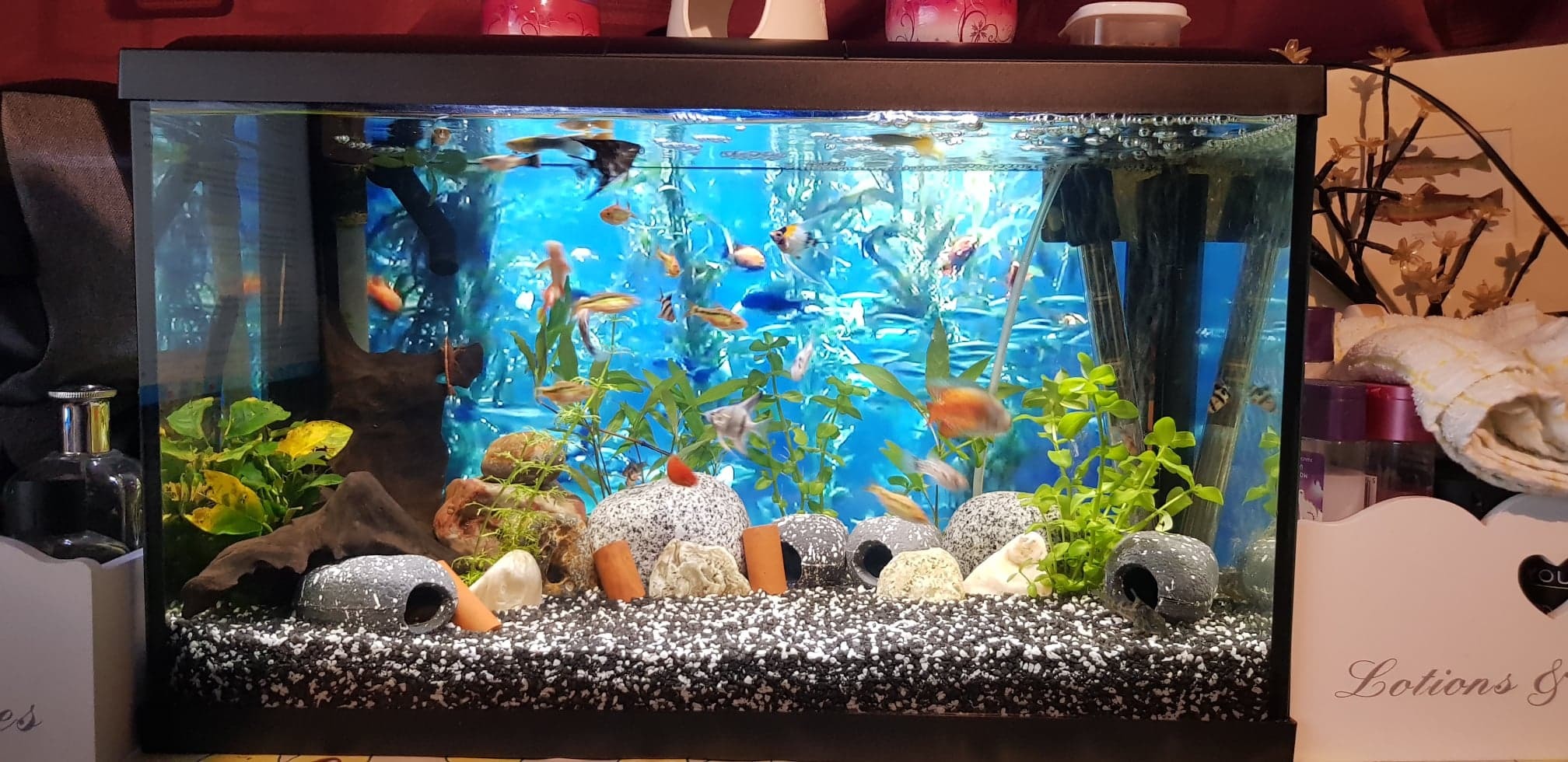 Gallery Maidenhead Aquatics