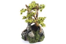 Bonsai on Rocks