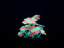 Aqua Lumo Clover Stripe Plant