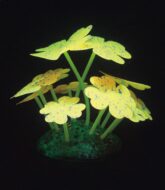 Aqua Lumo Yellow Clover Starry Plant