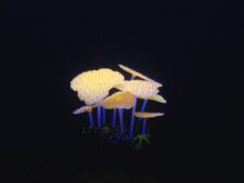 Aqua Lumo Sea Anemone Plant