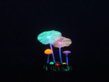 Aqua Lumo Multi-Coloured Mushroom Lotus Plant