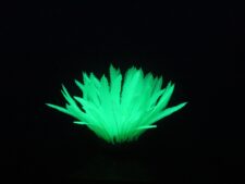 Aqua Lumo Green Fern Plant Pack