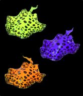 Aqua Lumo Stingray