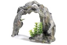 Driftwood Arch/Plant