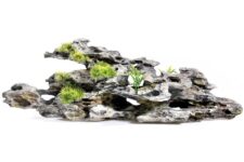 Driftwood / Plants