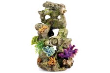 Coral on Lava