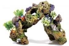 Lava Rock/Plant/Air