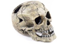 Cracked Skull